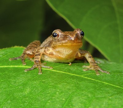 Northern Spring Peeper Treefrog