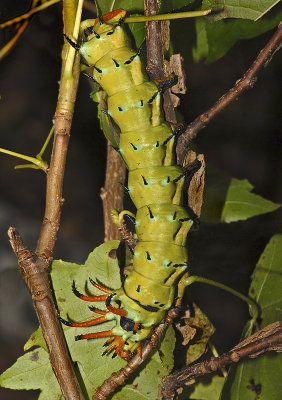 Regal Moth Caterpillar (7706)