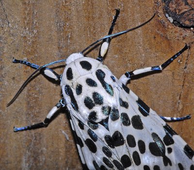 Giant Leopard Moth (8146)