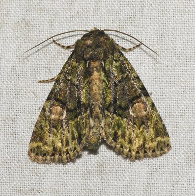 Spotted Phosphila Moth (9619)