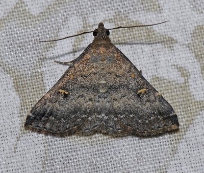 Florida Tetanolita Moth (8368)