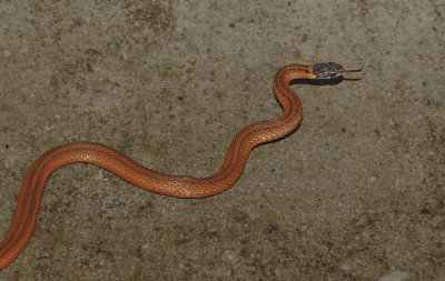 Northern Red-bellied Snake 