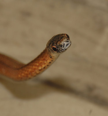 Northern Red-bellied Snake 