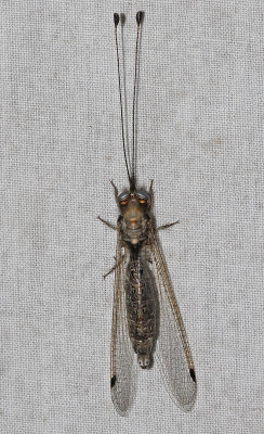 Four=spotted Owl Fly 