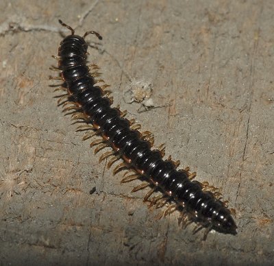 Greenhouse Millipede 