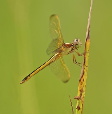 Needham's Skimmer (Female)