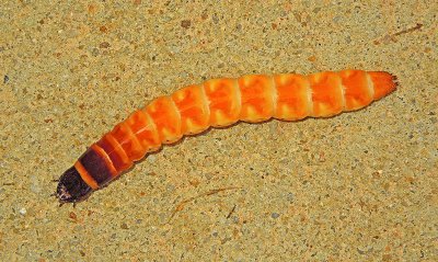 Click Beetle Larva (Wireworm)