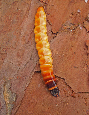 Click Beetle Larva (Wireworm)