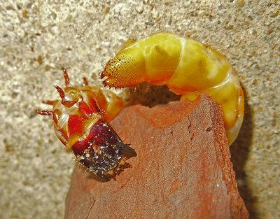 Click Beetle Larva (Wireworm)