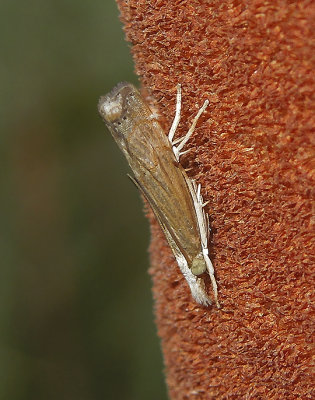Sod Webworm Moth (5413)