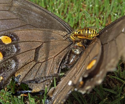 Southern Yellow Jacket Feeding on a Tiger Swallowtail