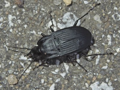 Notched-mouthed Ground Beetle 