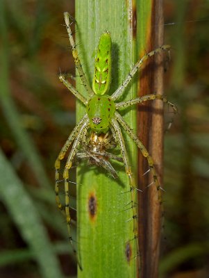 Green Lynx Spider with Prey