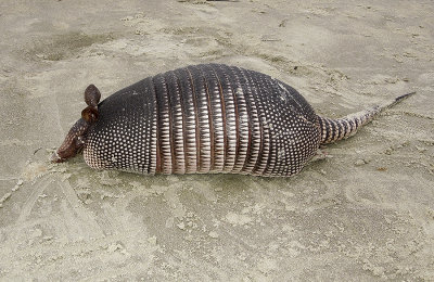 Nine-banded Armadillo 