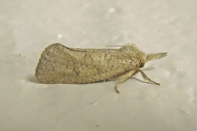 Easterm Grass=tubeworm Moth (0372)