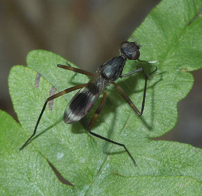 Stilt-legged Flies, Marsh flies, and Thick-headed Flies