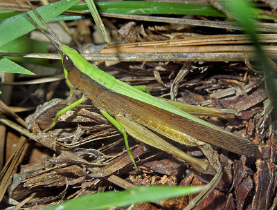 Clip-wing Grasshopper