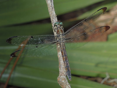 Great Blue Skimmer (Female)