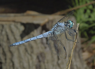 Great Blue Skimmer (Male)