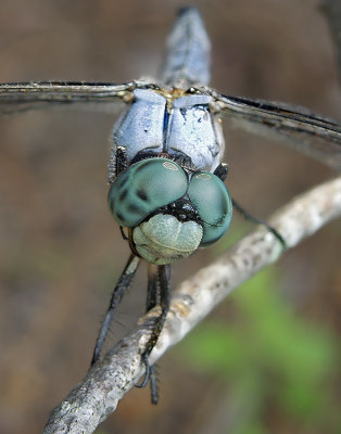 Great Blue Skimmer (Male)