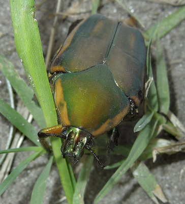 Green June Beetle (June Bug)