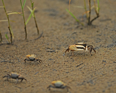 Sand Fiddler Crabs 