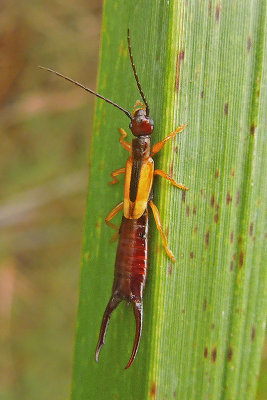 Lined Earwig