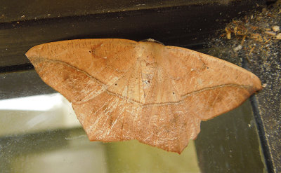 Large Maple Spanworm Moth (6982)