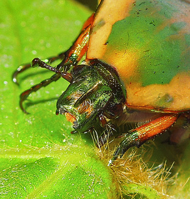 Green June Beetle (June Bug)