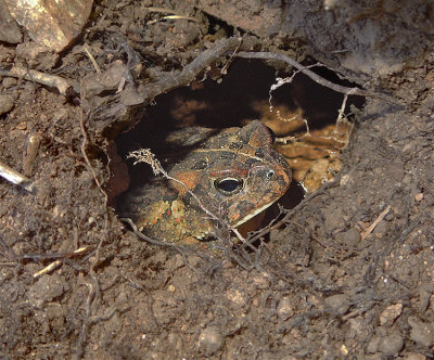 Toad in Burrow 