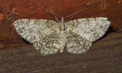 Porcelain Gray Moth (6598)