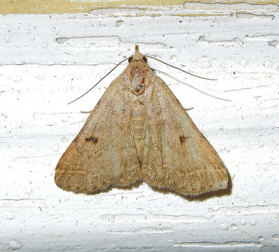 Yellowish Zanclognatha Moth (8352)