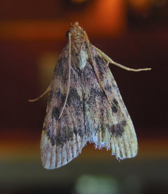 Pink-masked Pyralid Moth (5512)