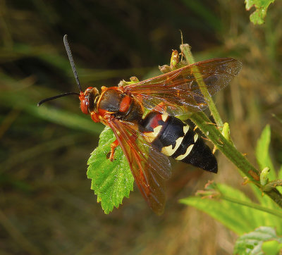 Eastern Cicada Killer