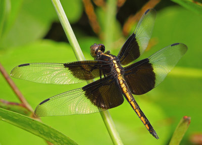 Widow Skimmer