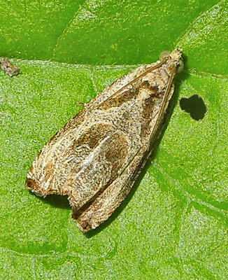 Raspberry Leafroller Moth (2817) Tentative