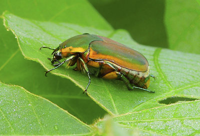 Green June Beetle (June Bug)