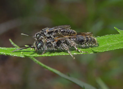 Tiphiid Wasps