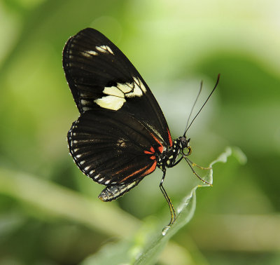 Heliconius Doris