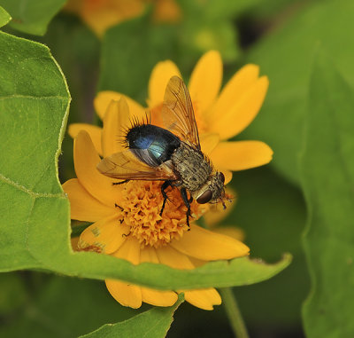 Tachnid Fly 