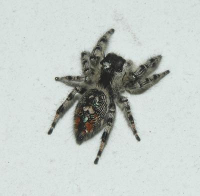 Phidippus otiosus