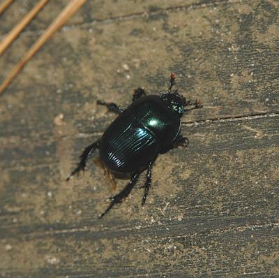 Glossy Pillbug