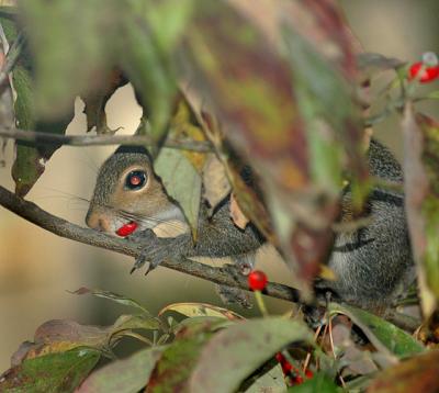 Gray Squirrel