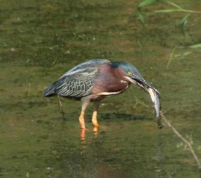 g4/52/363052/3/59346120.heron1.jpg