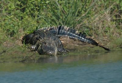 American Alligator