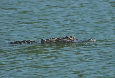 American Alligator