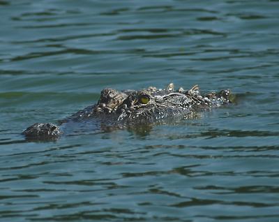 American Alligator