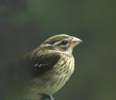 Female