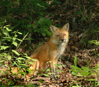 g4/52/363052/3/60127326.fox3.jpg