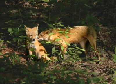 g4/52/363052/3/60127330.foxes1.jpg